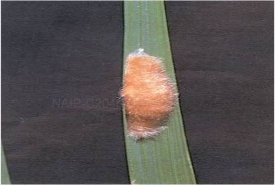 Yellow Stem borer - Image 4