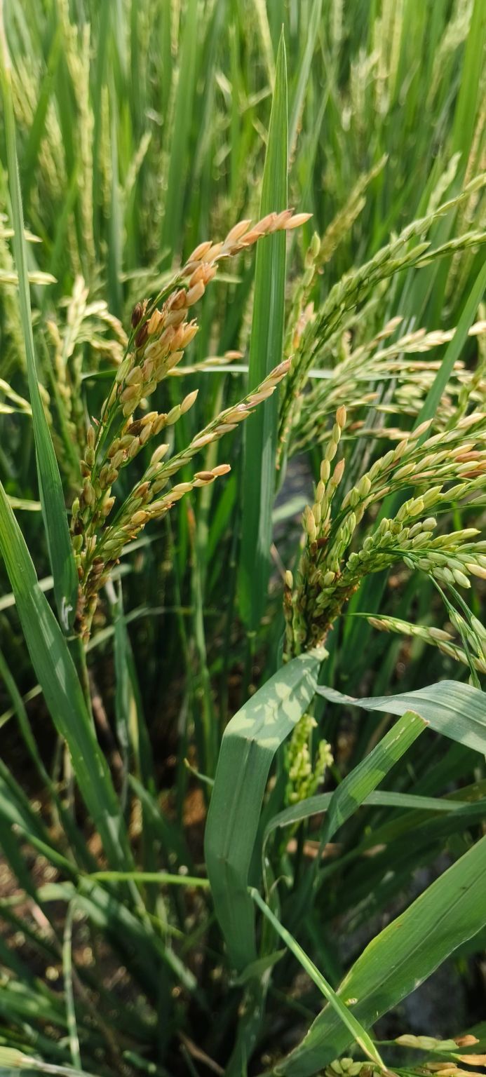 Panicle mite - Image 2