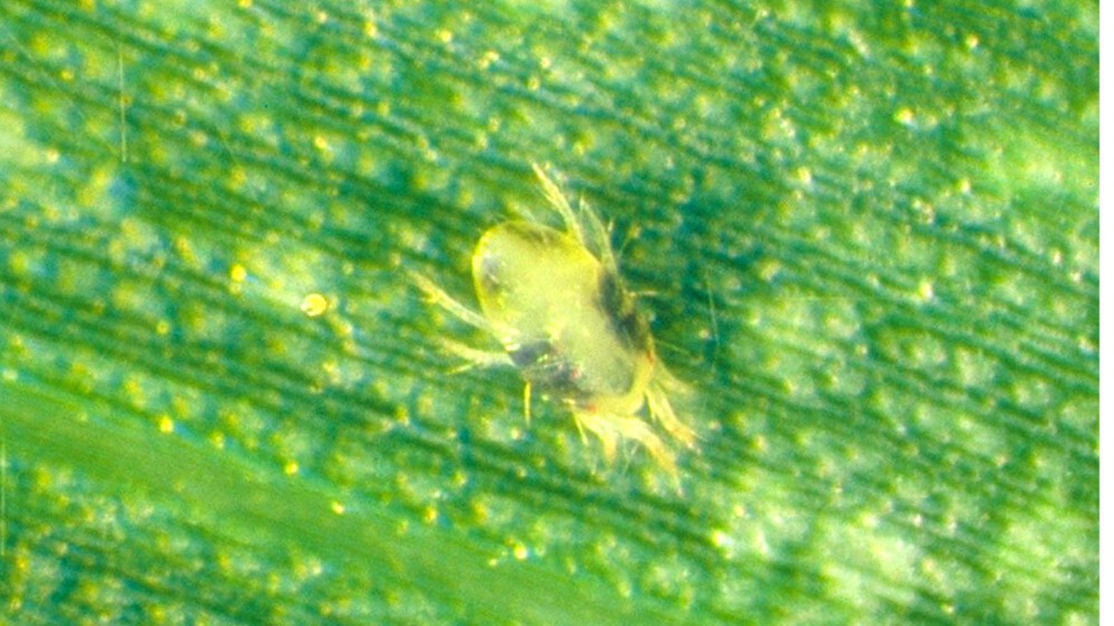 Panicle mite - Image 4