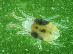 Panicle mite